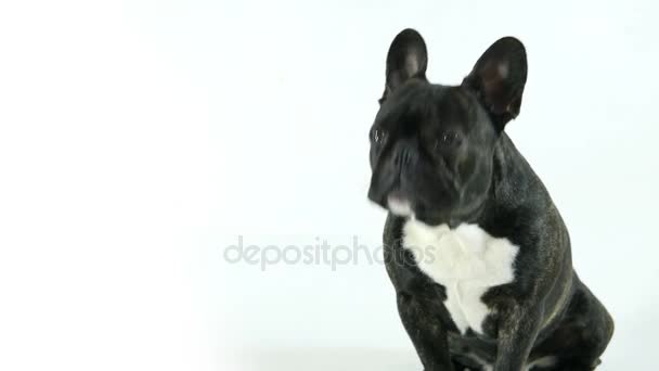 Bouledogue français assis et léchant, fond blanc 