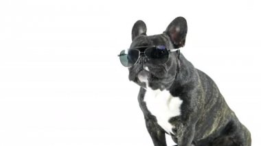 Fransız buldozer yalama, beyaz arka plan Gözlükte oturan