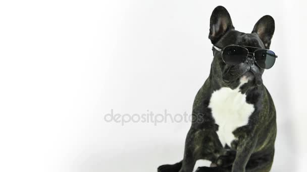 Bouledogue français assis dans des lunettes léchage, fond blanc 
