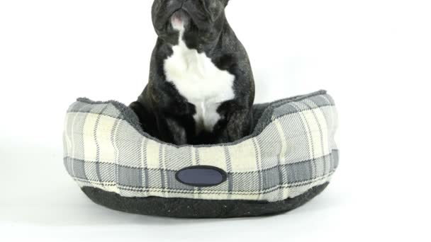 Französische Bulldogge Geht Ins Bett Weißer Hintergrund — Stockvideo