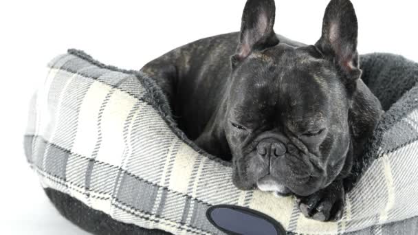 French Bulldog Sleeping Bed White Background — Stock Video