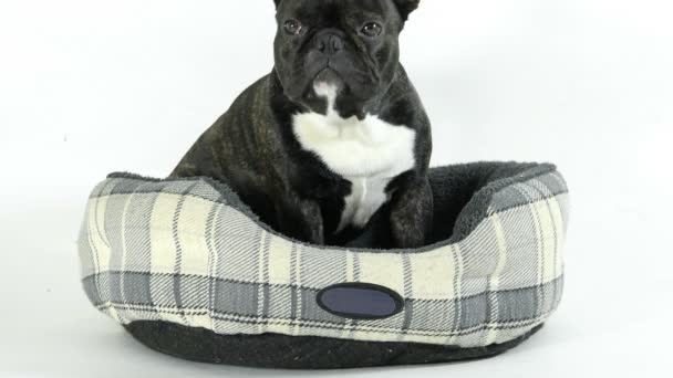 French Bulldog Goes Bed White Background — Stock Video