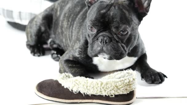 Bulldog Francese Sdraiato Con Scarpe Uno Sfondo Bianco — Video Stock