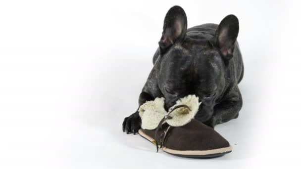 Buldogue Francês Com Sapatos Fundo Branco — Vídeo de Stock