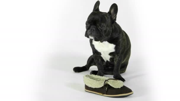 Bulldog Francés Con Zapatos Sobre Fondo Blanco — Vídeos de Stock