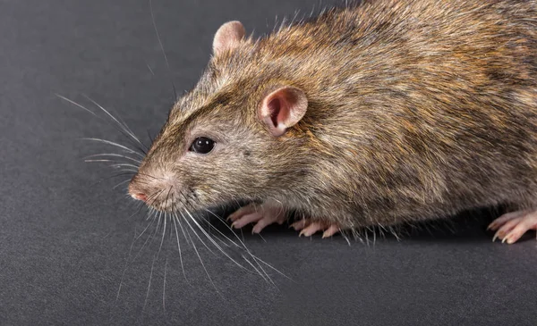 Tierisch graue Ratte aus nächster Nähe — Stockfoto