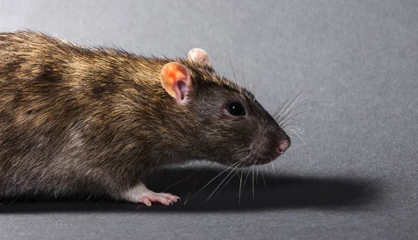 Tierisch graue Ratte aus nächster Nähe — Stockfoto