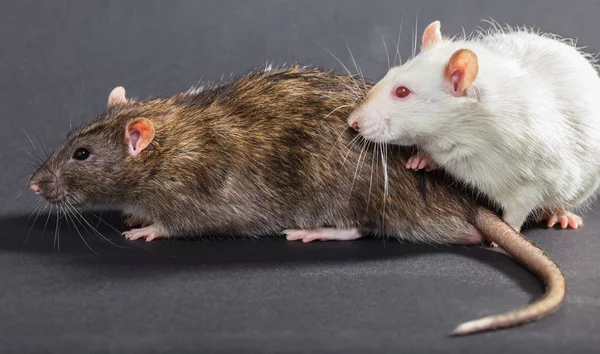 White and gray rats — Stock Photo, Image