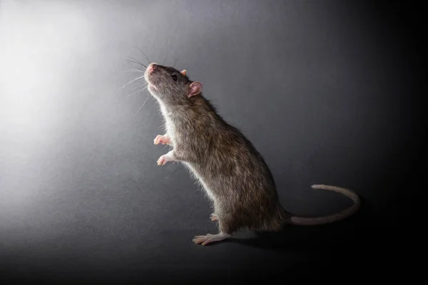 Rat gris animal debout — Photo
