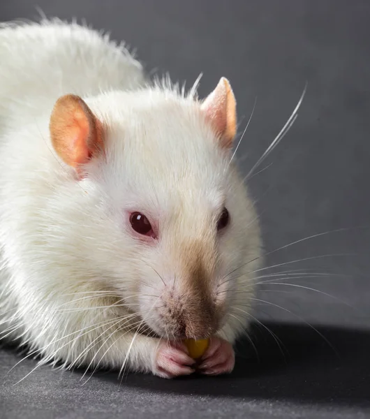 Animal rat blanc manger — Photo