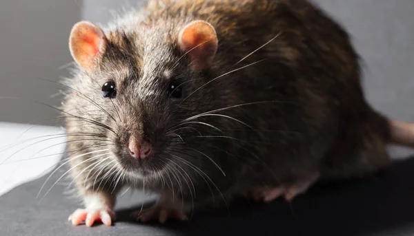 動物の灰色ネズミのクローズ アップ — ストック写真