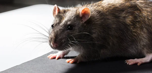 Hayvan gri sıçan portre — Stok fotoğraf
