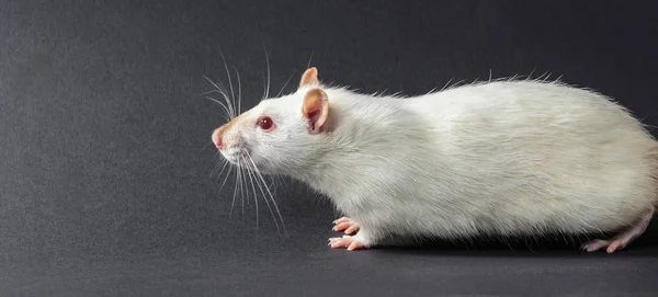 Rato branco animal close-up — Fotografia de Stock