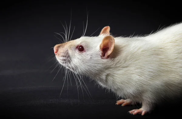 Rat blanc animal — Photo
