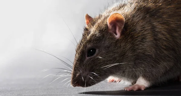 Tierisch graue Ratte aus nächster Nähe — Stockfoto