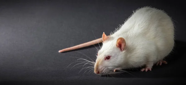 Dierlijke witte rat close-up — Stockfoto