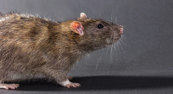 Tierisch graue Ratte aus nächster Nähe — Stockfoto