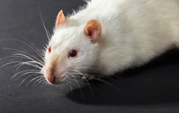 Animal white rat — Stock Photo, Image