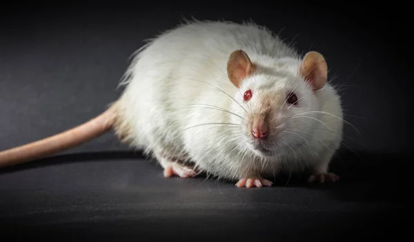 Hayvan beyaz fare — Stok fotoğraf