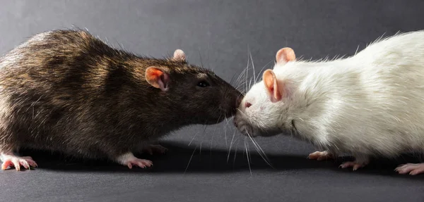 Witte Grijze Ratten Een Zwarte Achtergrond Stockfoto