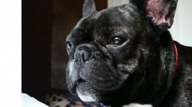 köpek doğurmak Fransız buldozer üzgün uluyor