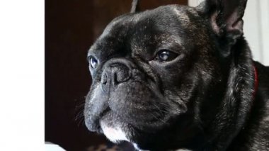 köpek doğurmak Fransız buldozer üzgün uluyor