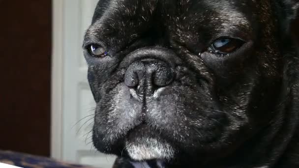 Perro Raza Francés Bulldog Triste Aullidos — Vídeo de stock
