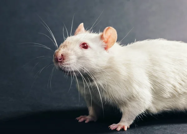 Animal rat blanc gros plan — Photo