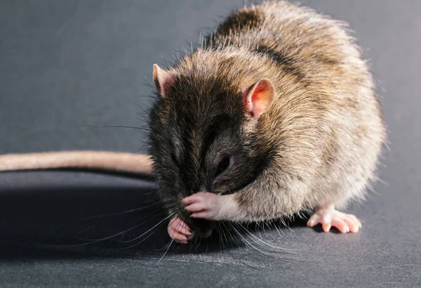 Серая крыса крупным планом — стоковое фото
