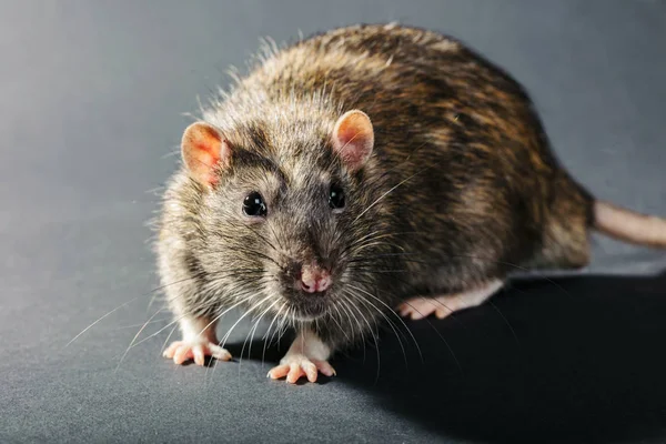 Gros plan sur rat gris animal — Photo