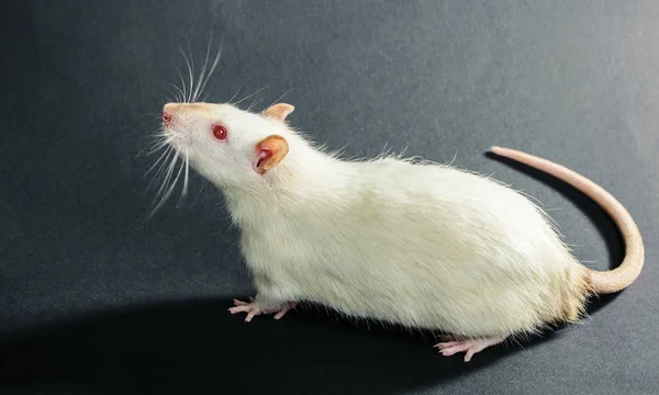 Rato branco animal close-up — Fotografia de Stock