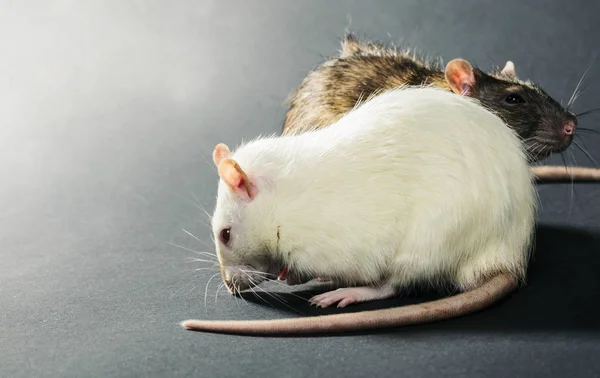 Witte en grijze ratten Stockfoto