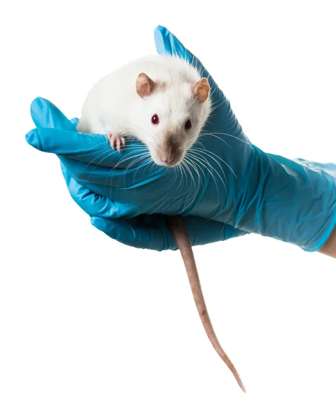 Hände in medizinischen Handschuhen halten eine Ratte — Stockfoto