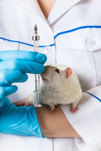 Tierarzt mit Ratte und Spritze — Stockfoto
