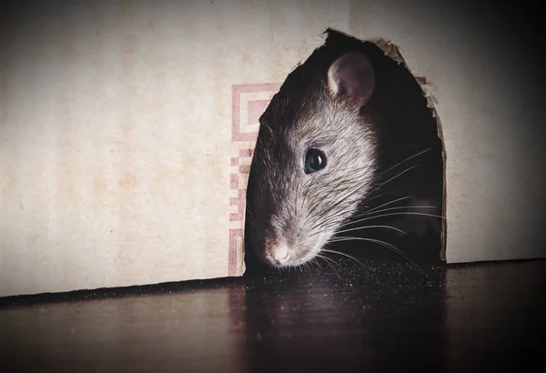 Szary szczur wychylająca się — Zdjęcie stockowe