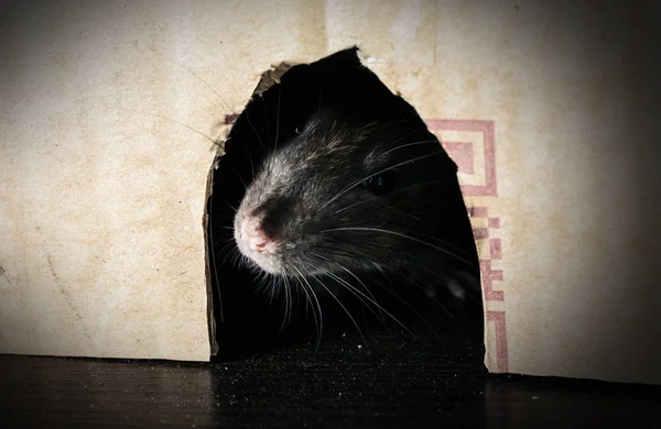 Graue Ratte guckt heraus — Stockfoto