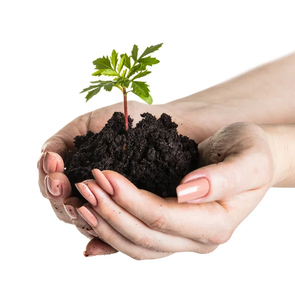 Las manos de la mujer con una planta joven — Foto de Stock