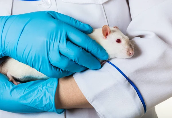 Frau in medizinischen Handschuhen hält Ratte — Stockfoto