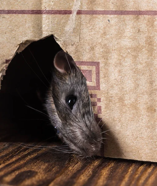 Szary szczur zerkające z pudełka — Zdjęcie stockowe