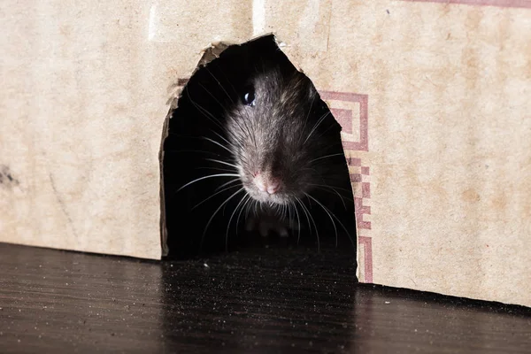 Šedivé krysy pokukování po vybalení — Stock fotografie