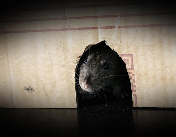 Gray rat peeking out of the box — Stock Photo, Image