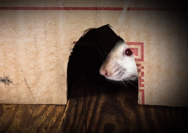 White rat peeking out of the box — Stock Photo, Image