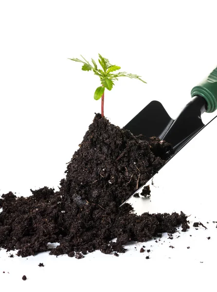 Plantar una pequeña planta en un montón de tierra — Foto de Stock