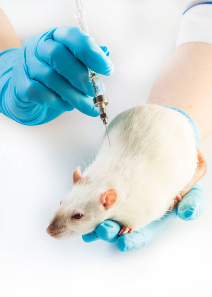 injects syringe to white rat