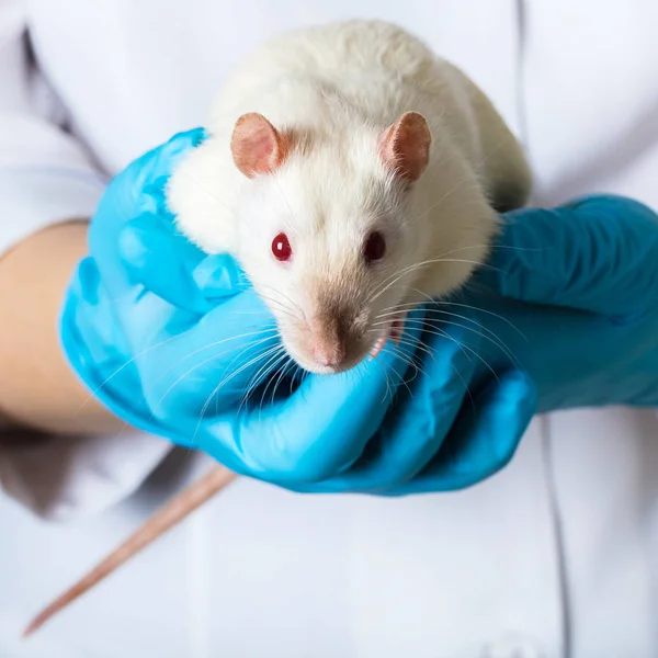 의료 장갑에 여자 쥐 보유 — 스톡 사진