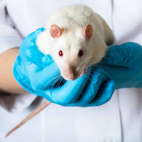 Femme en gants médicaux tient rat — Photo