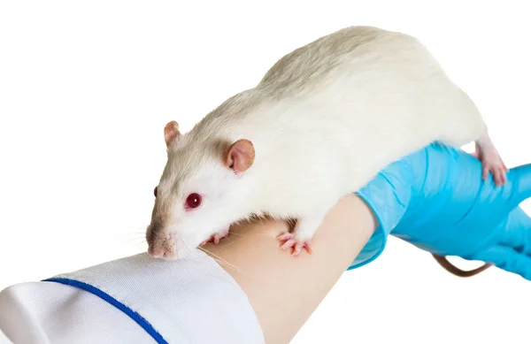Hände in medizinischen Handschuhen halten eine Ratte — Stockfoto