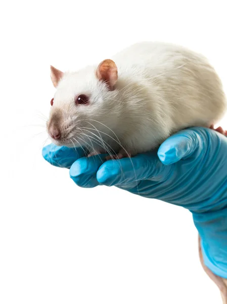 Hände in medizinischen Handschuhen halten eine Ratte — Stockfoto
