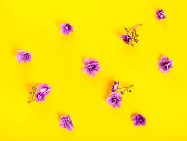 Flores violetas sobre amarillo —  Fotos de Stock