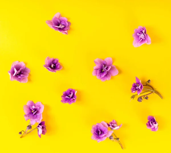 Violetas de flores em amarelo — Fotografia de Stock